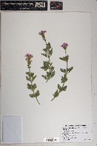 Glandularia bipinnatifida var. latilobata image