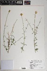 Adenophyllum porophylloides image