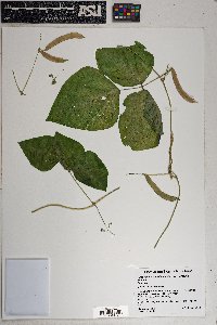 Phaseolus acutifolius image