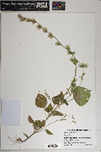 Carminatia tenuiflora image