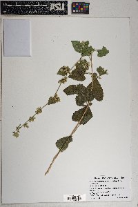 Brickellia californica image