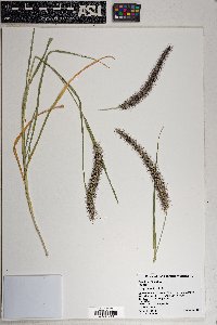 Pennisetum ciliare image