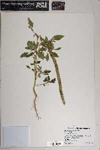 Amaranthus palmeri image