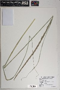 Muhlenbergia rigens image