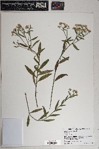 Baccharis thesioides image