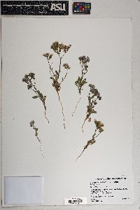 Phacelia crenulata image