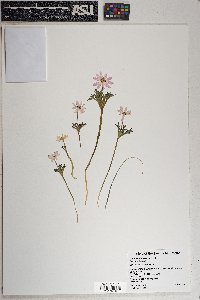 Anemone tuberosa image