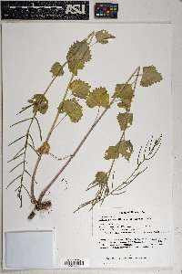 Alliaria petiolata image