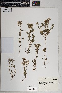 Phacelia crenulata var. ambigua image