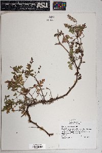 Phacelia cryptantha image