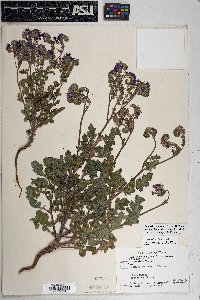 Phacelia crenulata image