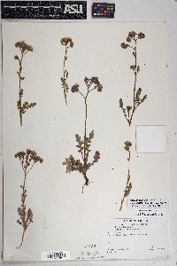 Phacelia crenulata var. ambigua image