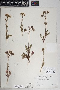 Phacelia crenulata image