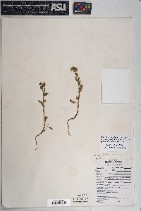 Phacelia crenulata image