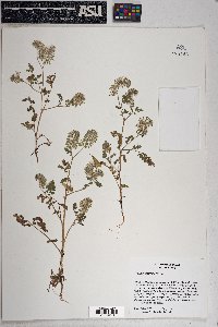 Phacelia cryptantha image