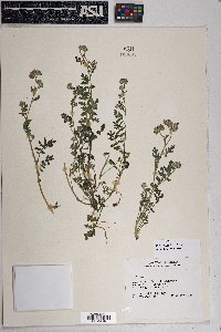 Phacelia cryptantha image