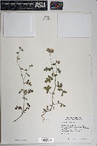 Phacelia distans image