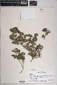 Phacelia cryptantha image