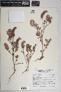 Phacelia cryptantha image