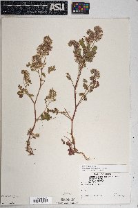 Phacelia cryptantha image