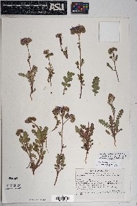 Phacelia crenulata var. ambigua image