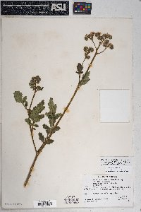 Phacelia crenulata image