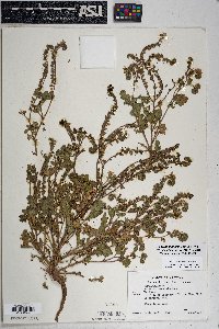 Phacelia crenulata image