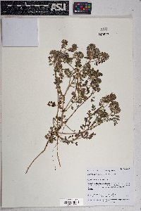 Phacelia cryptantha image