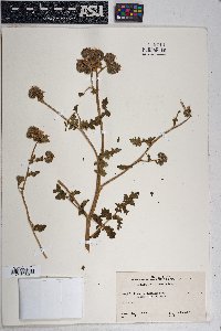 Phacelia ramosissima image