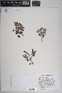 Phacelia rotundifolia image