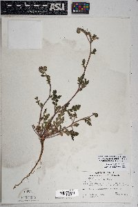 Phacelia crenulata image