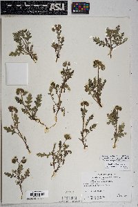 Phacelia crenulata image