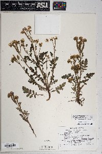 Phacelia crenulata image