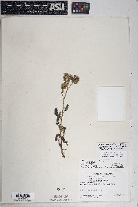 Phacelia crenulata var. ambigua image