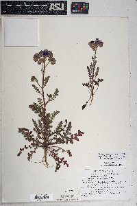 Phacelia crenulata image