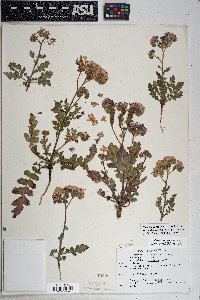 Phacelia crenulata image