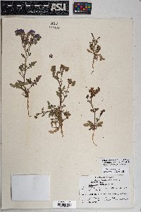 Phacelia crenulata var. ambigua image