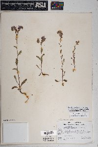 Phacelia crenulata image