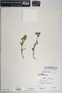 Phacelia crenulata image