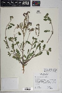 Phacelia crenulata image