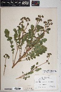 Phacelia crenulata image