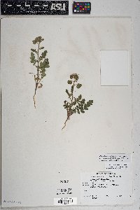 Phacelia crenulata var. ambigua image