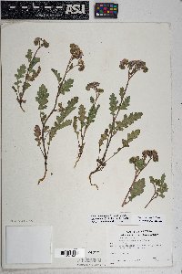 Phacelia crenulata var. ambigua image