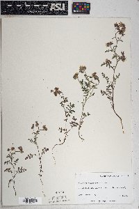 Phacelia vallis-mortae image