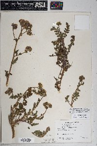 Phacelia crenulata image