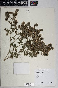 Phacelia ramosissima image