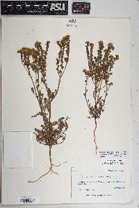 Phacelia crenulata var. ambigua image