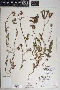 Phacelia crenulata var. ambigua image