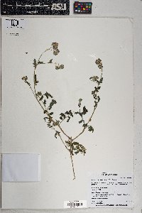 Phacelia crenulata var. ambigua image