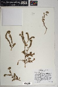 Phacelia crenulata image